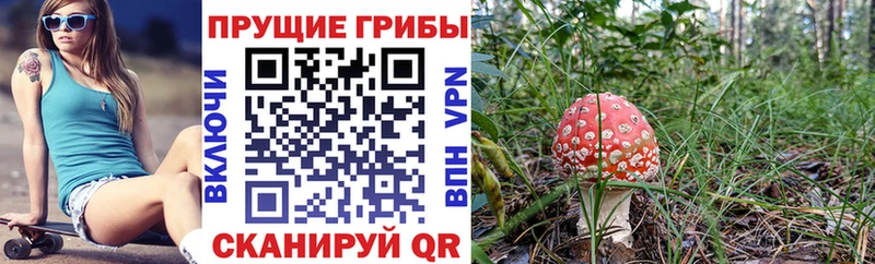 Псилоцибиновые грибы GOLDEN TEACHER кракен как зайти Иноземцево